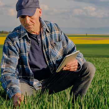 Starlink for Agricultural Monitoring